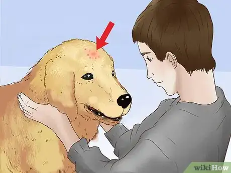 Image titled Treat Flea Bites on Dogs Step 1