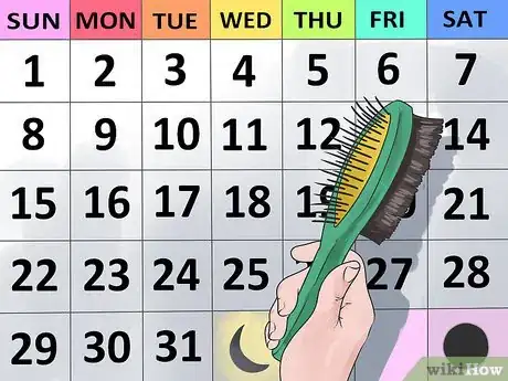 Image titled Take Care of Your Long Haired Maine Coon Step 9