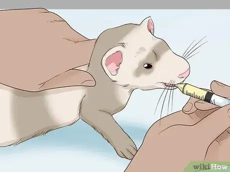 Image titled Feed a Ferret Step 17