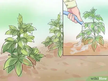 Image titled Plant Peonies Step 15