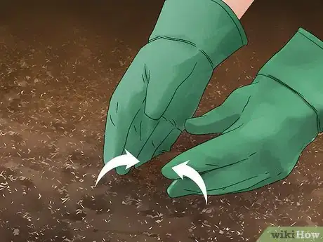 Image titled Plant Liatris Step 11