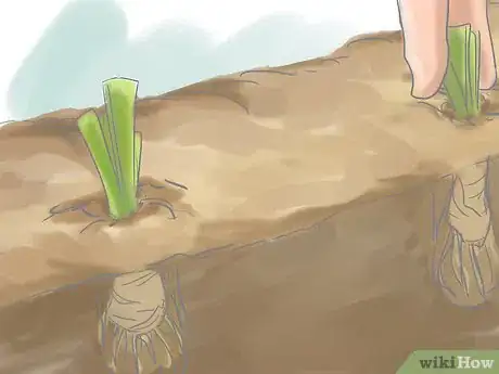 Image titled Divide Dwarf Iris Step 9