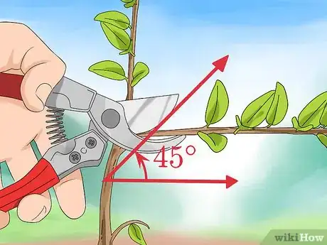 Image titled Prune Honeysuckle Step 3