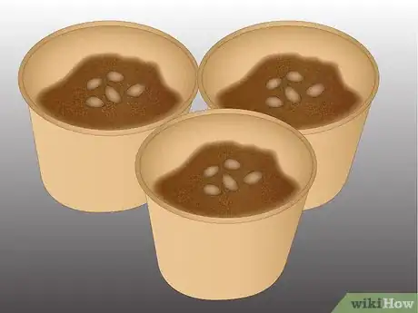 Image titled Propagate Pinus Radiata Step 2