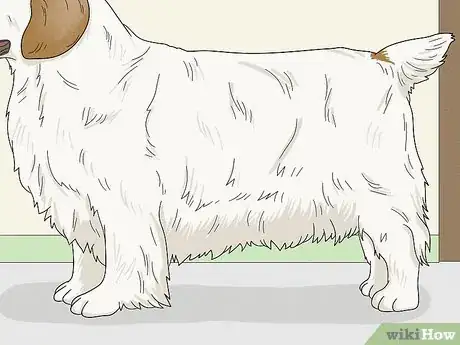 Image titled Identify a Clumber Spaniel Step 8