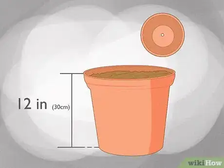 Image titled Grow a Topiary Step 3