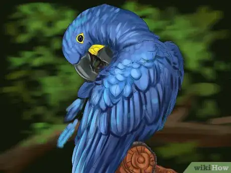 Image titled Care for a Hyacinth Macaw Step 18