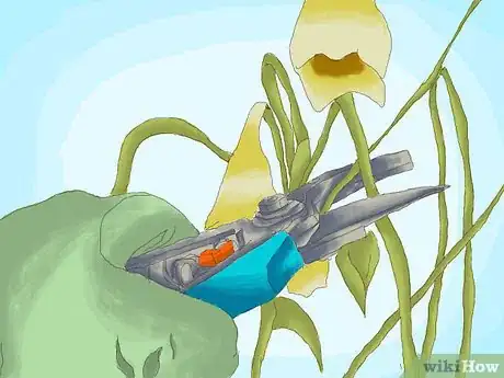 Image titled Cure Daffodil Bulbs for Replanting Step 2