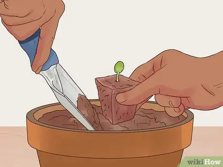 Image titled Grow Perennials From Seed Step 11