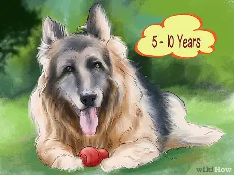Image titled Know if Your Senior Dog Should Go on a Diet Step 11
