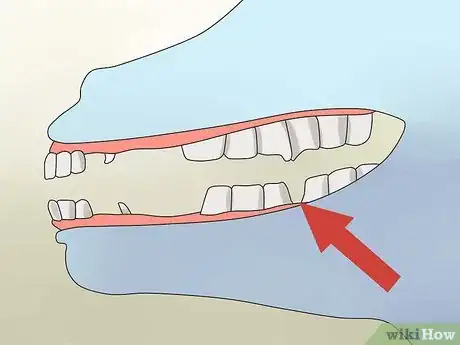 Image titled Take Proper Care of Your Horse's Teeth Step 4