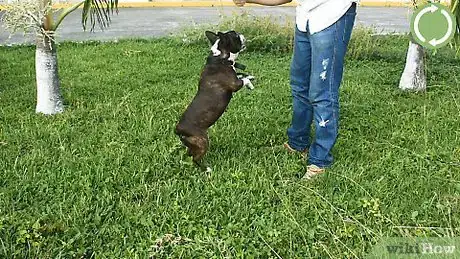 Image titled Make a Dog Stand Up Step 12