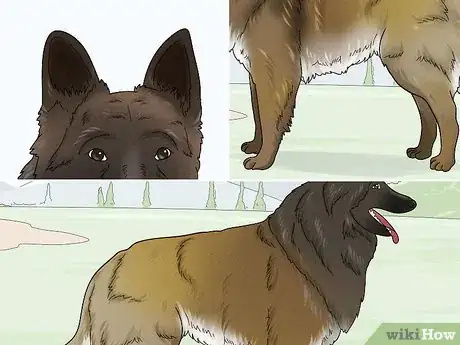 Image titled Identify a Belgian Tervuren Dog Step 10