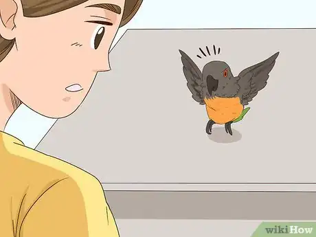 Image titled Handle a Scared Red Bellied Parrot Step 6