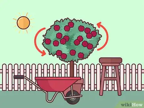 Image titled Prune Tree Roses Step 14