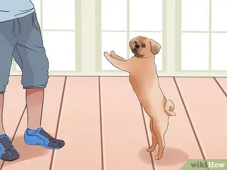 Image titled Train Puggles Step 15