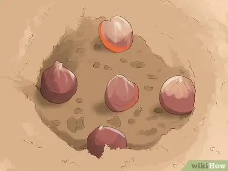 Image titled Fertilize Daffodils Step 9