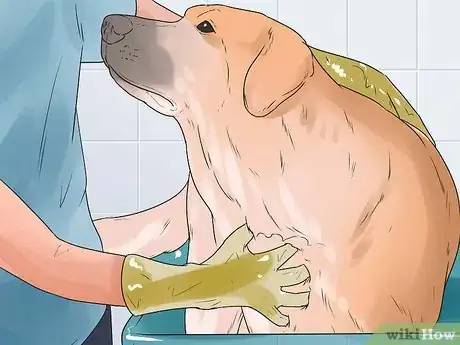 Image titled Have Fun Giving Your Dog a Flea Bath Step 7