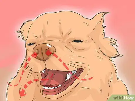 Image titled Treat Canine Leptospirosis Step 5