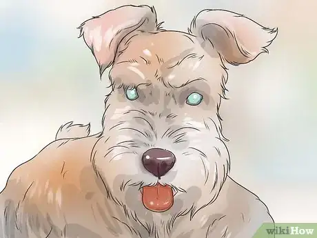 Image titled Diagnose Diabetes in Miniature Schnauzers Step 5