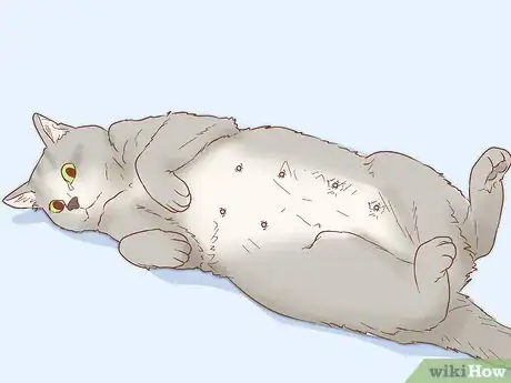 Image titled Tell if a Cat is Pregnant Step 4