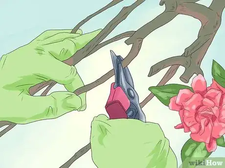 Image titled Prune Drift Roses Step 7