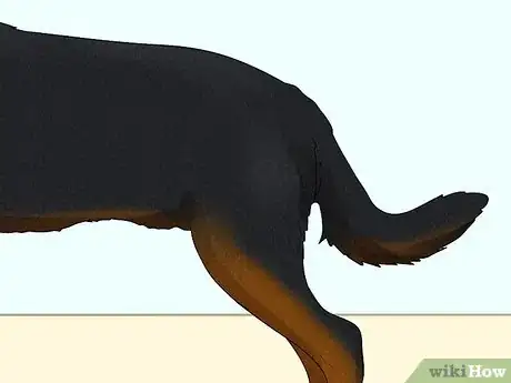 Image titled Identify a Beauceron Step 5