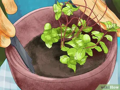 Image titled Harvest Herbs Step 12