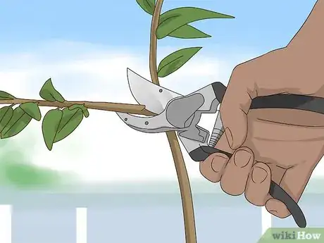 Image titled Prune Honeysuckle Step 9
