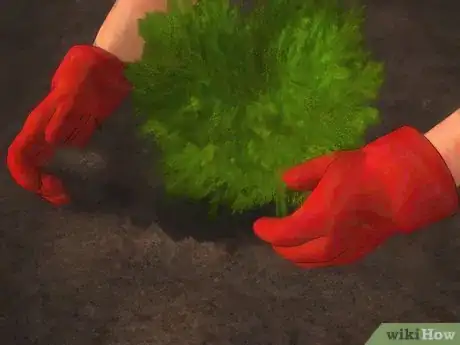 Image titled Plant Juniper Step 11