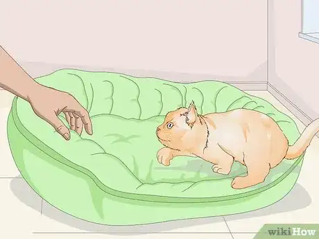 Image titled Buy Necessary Supplies for Your New Cat Step 3