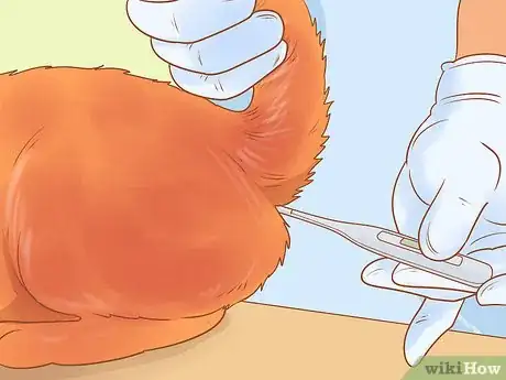 Image titled Diagnose and Treat Hypothermia in Cats Step 9