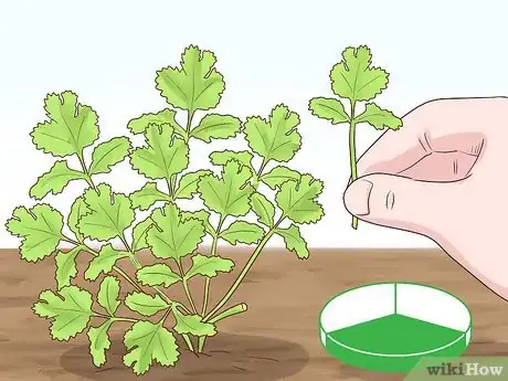 Image titled Grow Herbs Outdoors Step 18