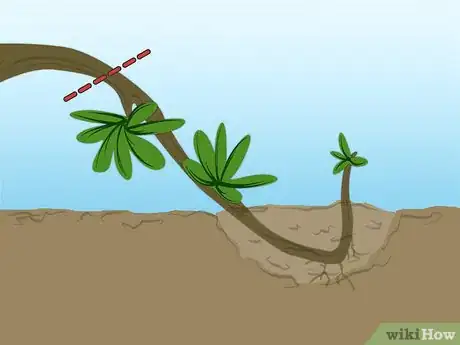 Image titled Propagate Azaleas Step 7