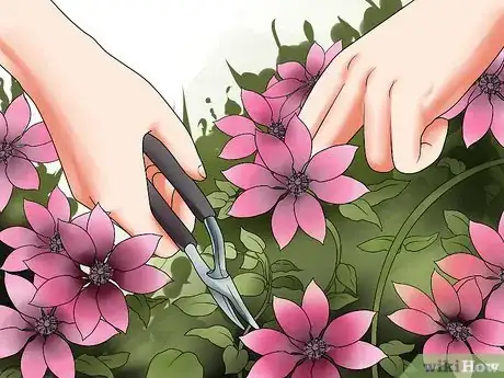 Image titled Grow Clematis in Pots Step 19