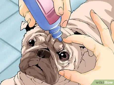 Image titled Groom Pugs Step 9