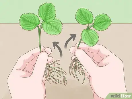 Image titled Grow Strawberries in Hanging Baskets Step 9