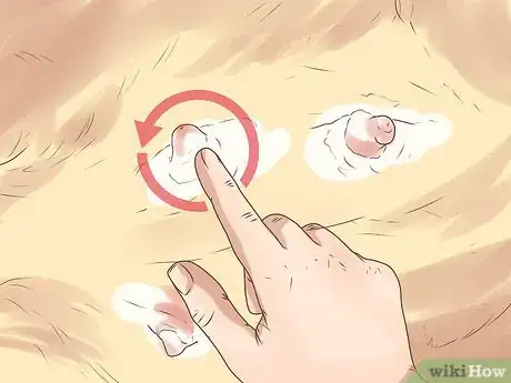 Image titled Deal with Newborn Puppy Nipple Guarding Step 6