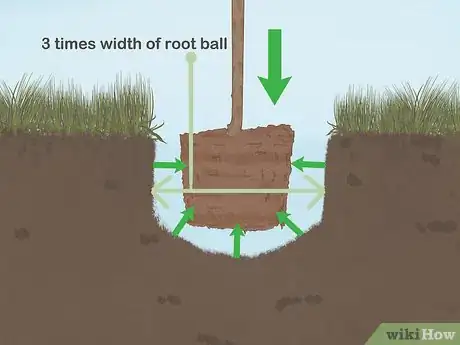 Image titled Plant a Shrub Step 20