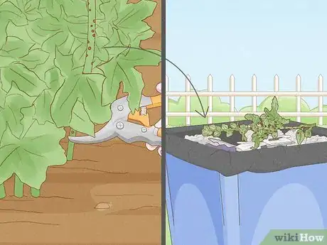 Image titled Prune Hollyhocks Step 11