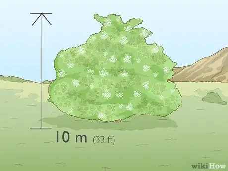Image titled Identify Elderflower Step 4