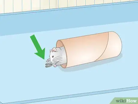 Image titled Train a Hamster to Run Through Tunnels Step 5