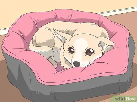 Image titled Train Chihuahuas Step 13