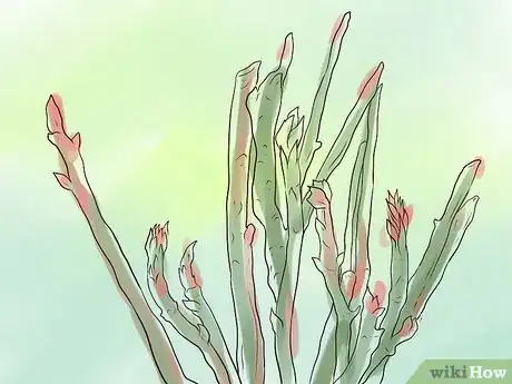 Image titled Plant Peonies Step 19