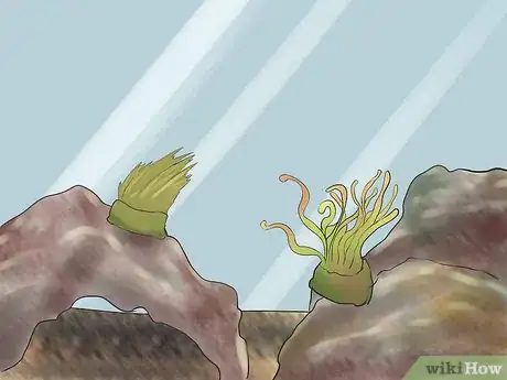 Image titled Care for a Seahorse Step 6