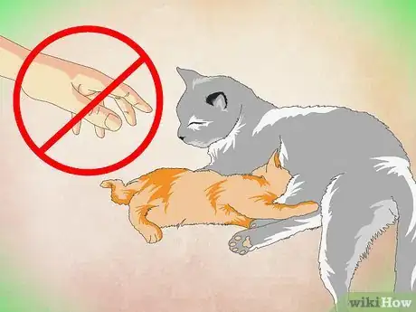 Image titled Make a Kitten Like Water Step 1