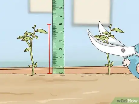 Image titled Plant Turing Sunflowers Step 11