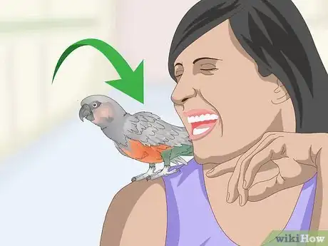 Image titled Keep a Red Bellied Parrot Entertained Step 9
