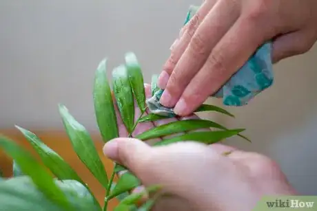 Image titled Clean Your Indoor Houseplants Step 2