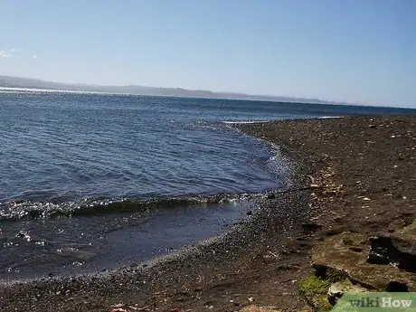 Image titled Survive in the Woods without Hunting Step 9